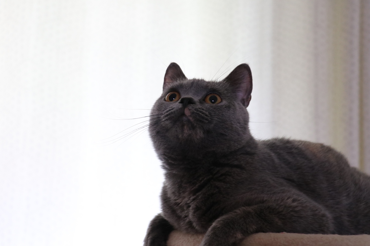 沐米猫舍 种猫MM-英短蓝乳色-阿萝-英国短毛猫