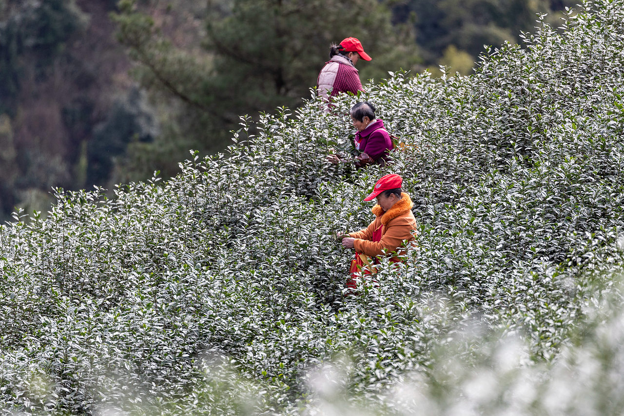 2019年2月16日,重庆市南川区南城街道半溪河社区茶农在采摘早春茶。