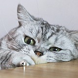 白金之星_的头像