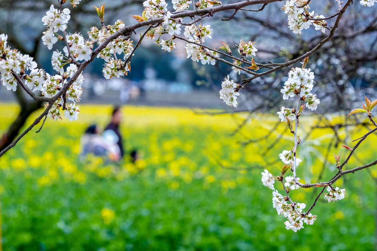 重庆南川：踏青赏花享春光（图ZMTQ3NjU3NDY0） - 人文/纪实摄影 - 站酷设计师qmb1119原创素材 - 站酷ZCOOL