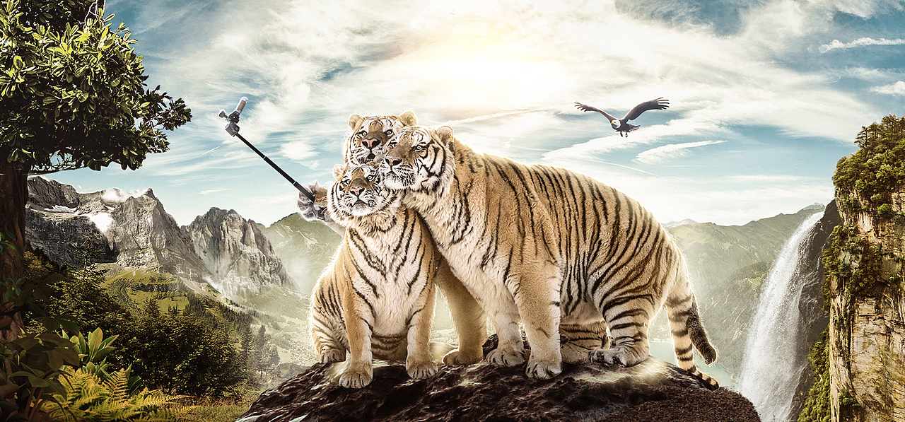 杰克不是人,高产似母猪