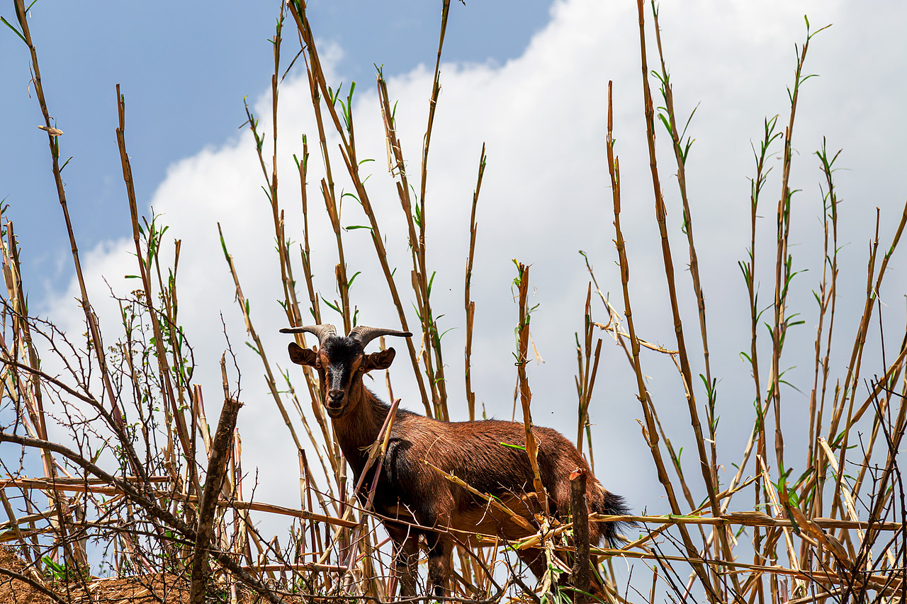 放山羊（图ZMjk3OTU3ODc2） - 宠物摄影 - 站酷设计师zhaohaijung原创素材 - 站酷ZCOOL