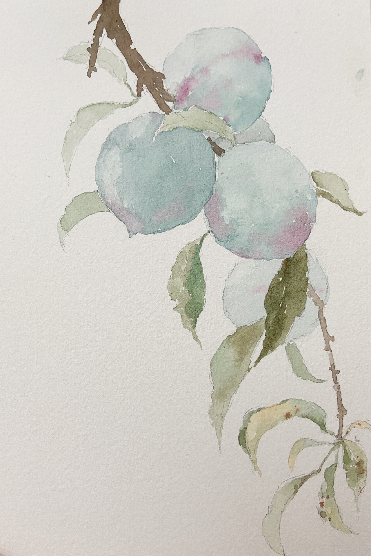 水彩手繪桃子（圖ZMjE4Njc0Mzg0） - 繪畫(huà) - 站酷設(shè)計(jì)師劉夢(mèng)水彩原創(chuàng)素材 - 站酷ZCOOL