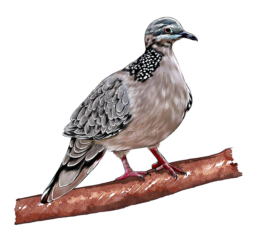 中国林科院城市森林鸟类手绘插画水彩厚涂素描科普配图