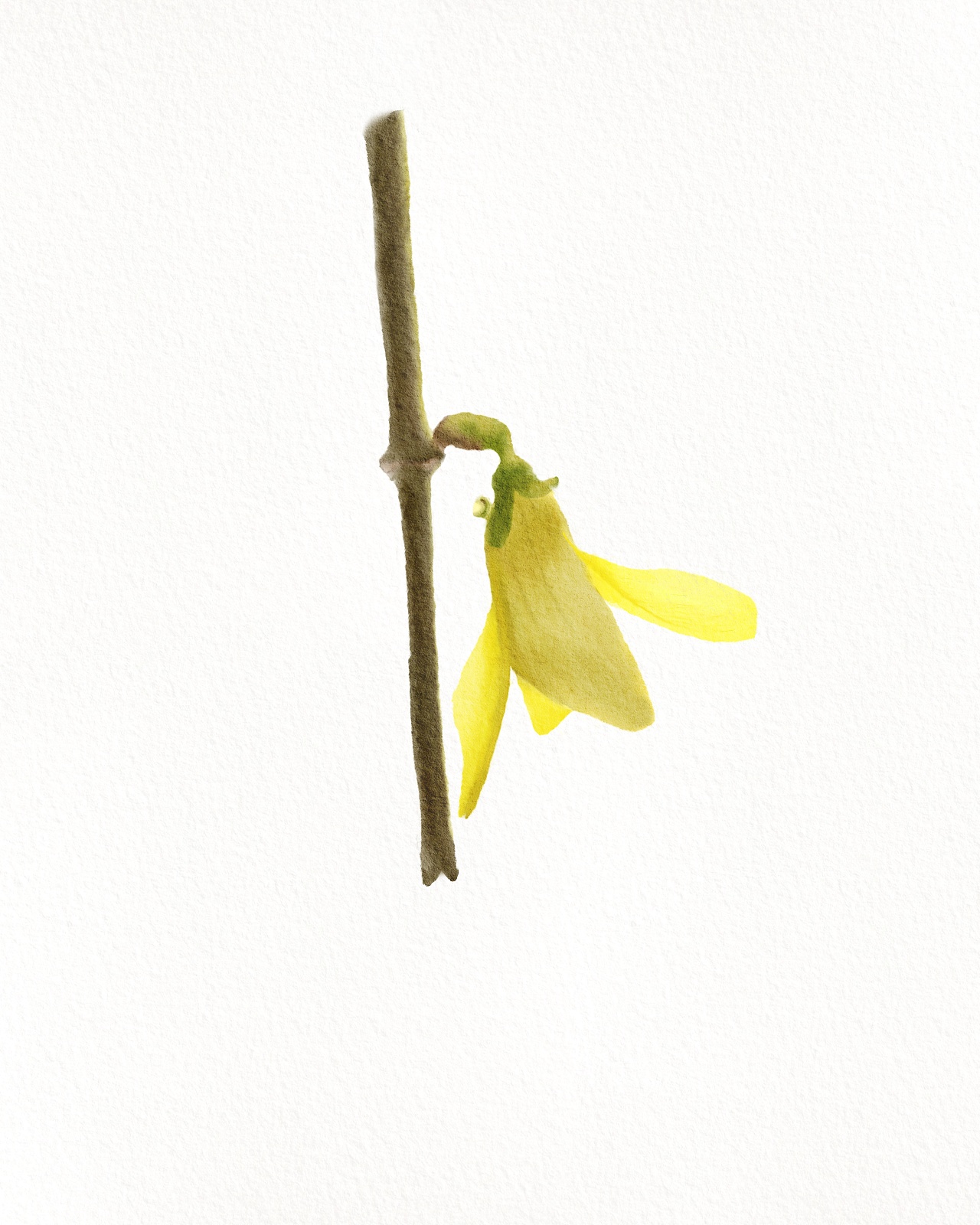 迎春花儿|插画|创作习作|屋顶上的小他 - 原创作品 - 站酷 (zcool)