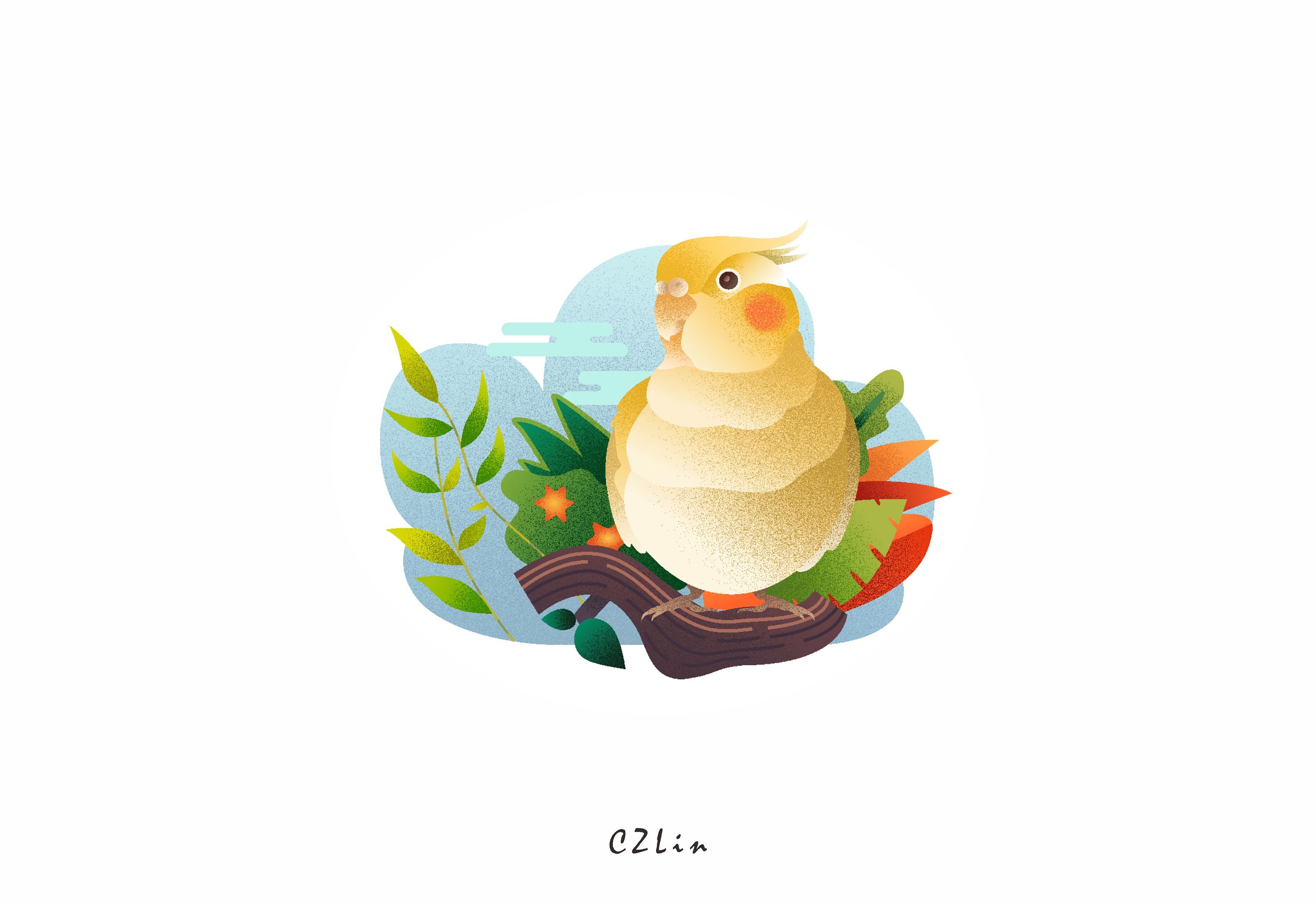 小黄鸡 玄凤鹦鹉