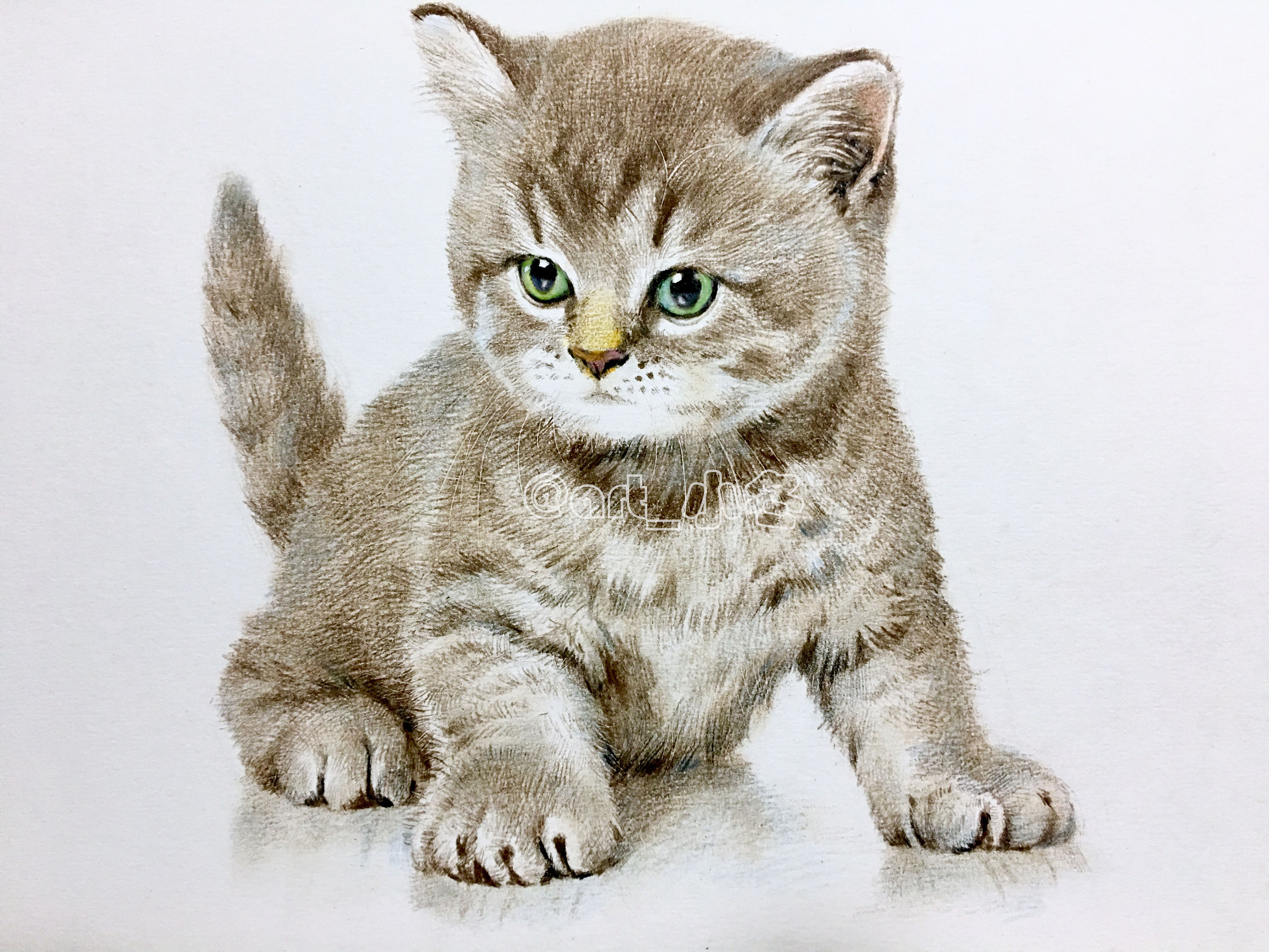 彩铅《小猫咪》