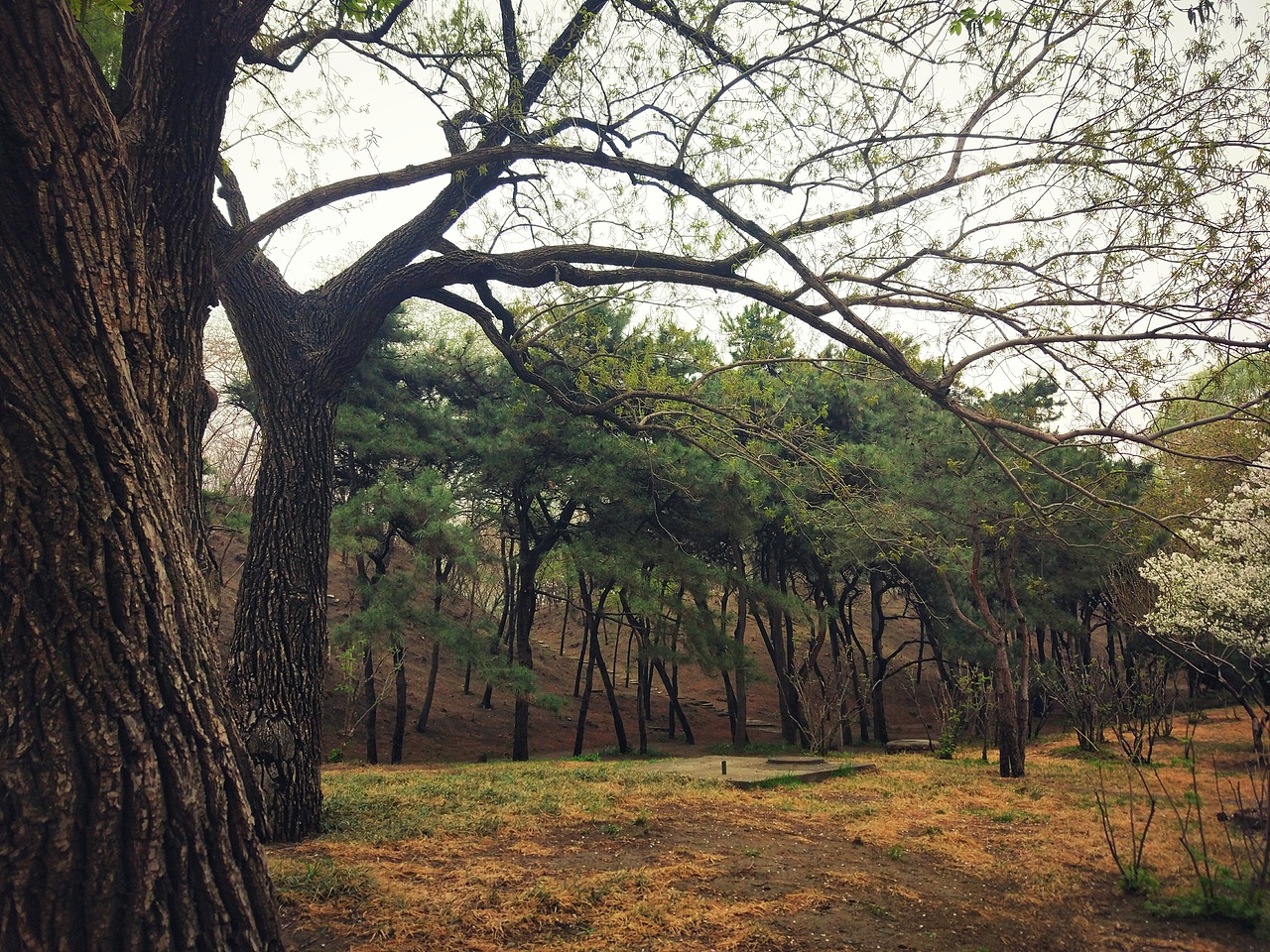 最樱花（图ZMTEzMDExNjg4） - 风光摄影 - 站酷设计师苏小苏299原创素材 - 站酷ZCOOL