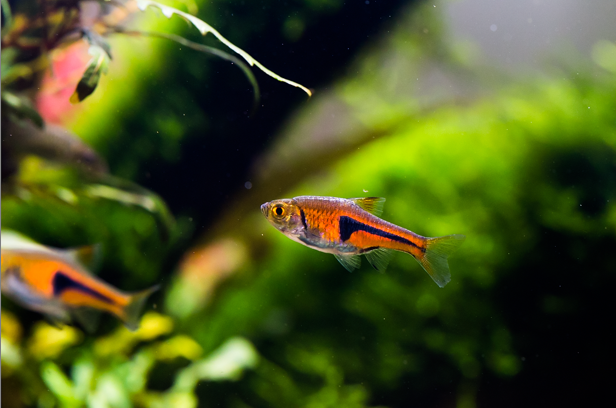 水草缸（图ZODM3MDUzMDA=） - 其他 - 站酷设计师野蛮驴友原创素材 - 站酷ZCOOL