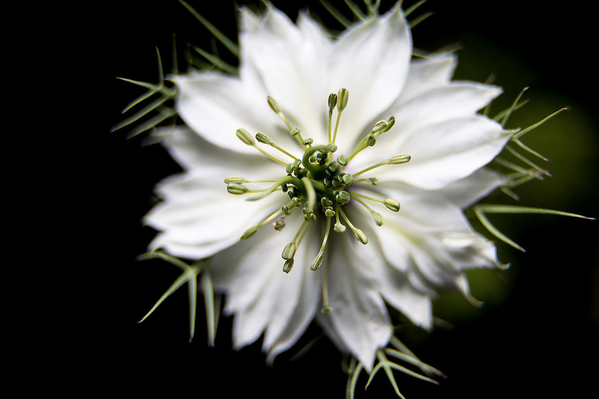 黑种草花 low key