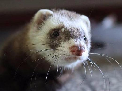 十一月（个人主页-ZMzEyODYwMzY=） - 宠物摄影 - 站酷设计师梨梨公举原创素材 - 站酷ZCOOL