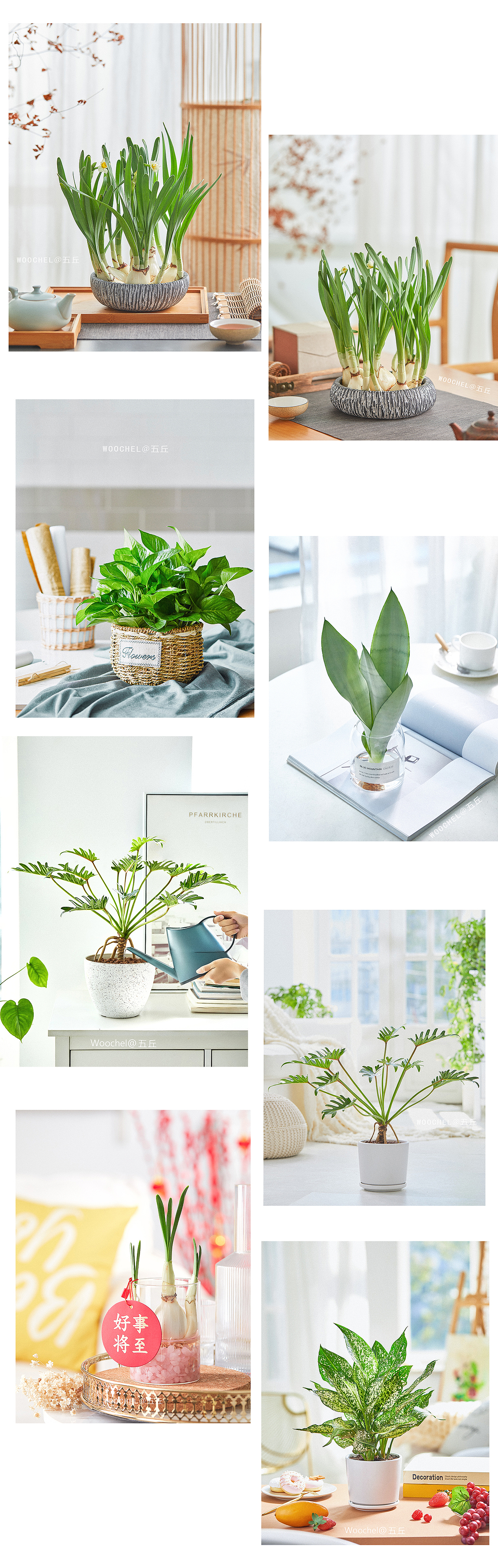 绿植摄影-2020下半年总结（图ZMjM4NzM4NTY0） - 产品摄影 - 站酷设计师五丘原创素材 - 站酷ZCOOL