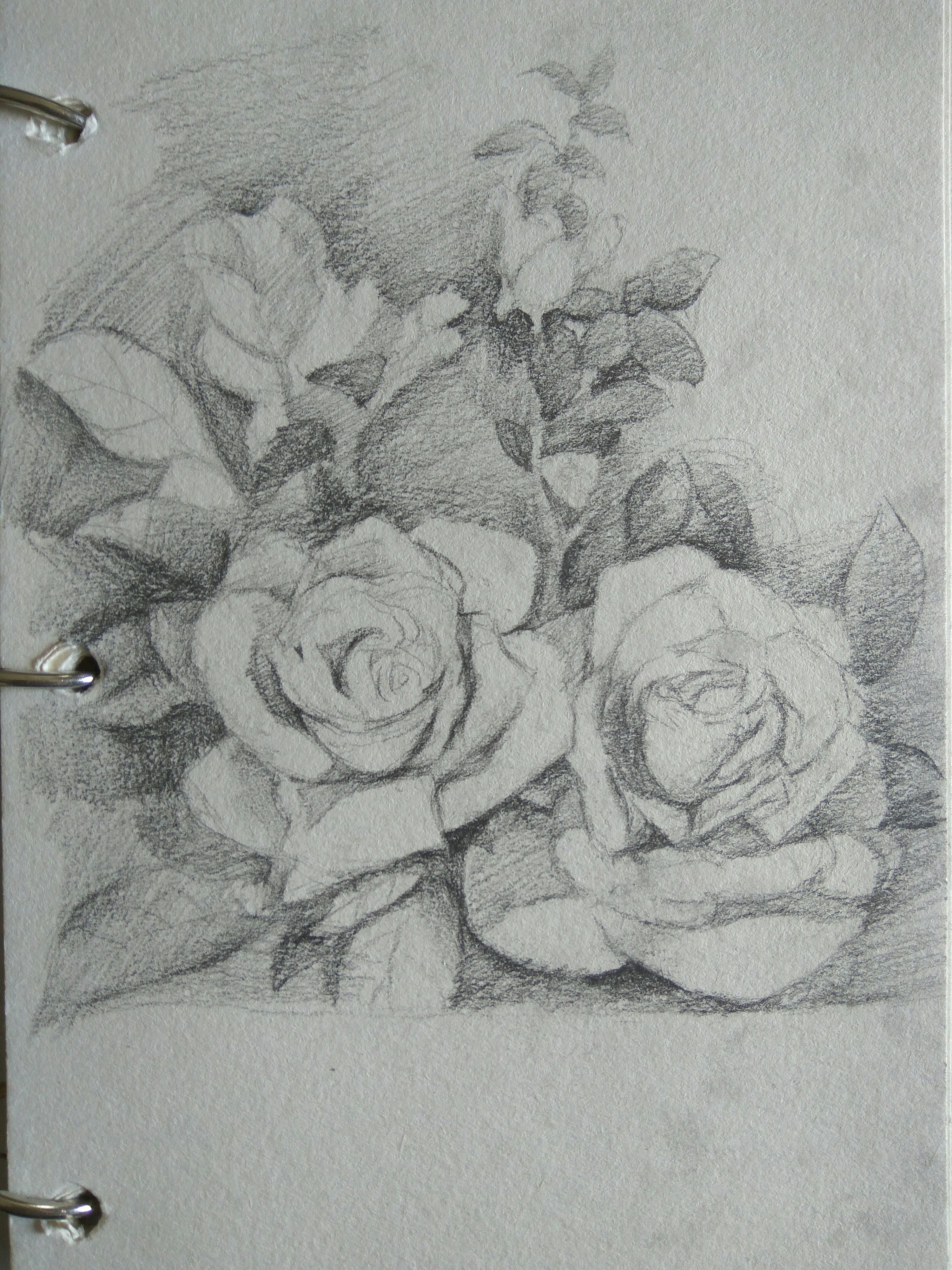 素描玫瑰花手绘,素描玫瑰花临摹_大山谷图库