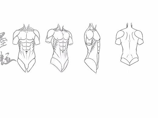 男性人体躯干正侧面