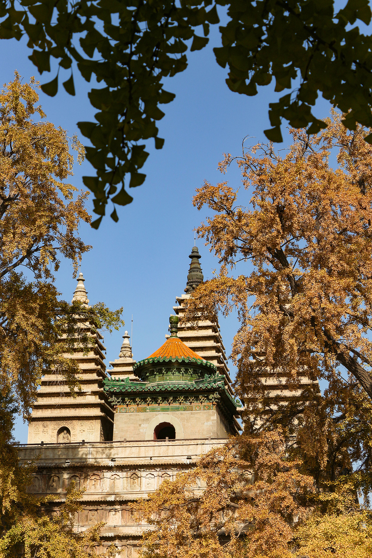 五塔寺银杏