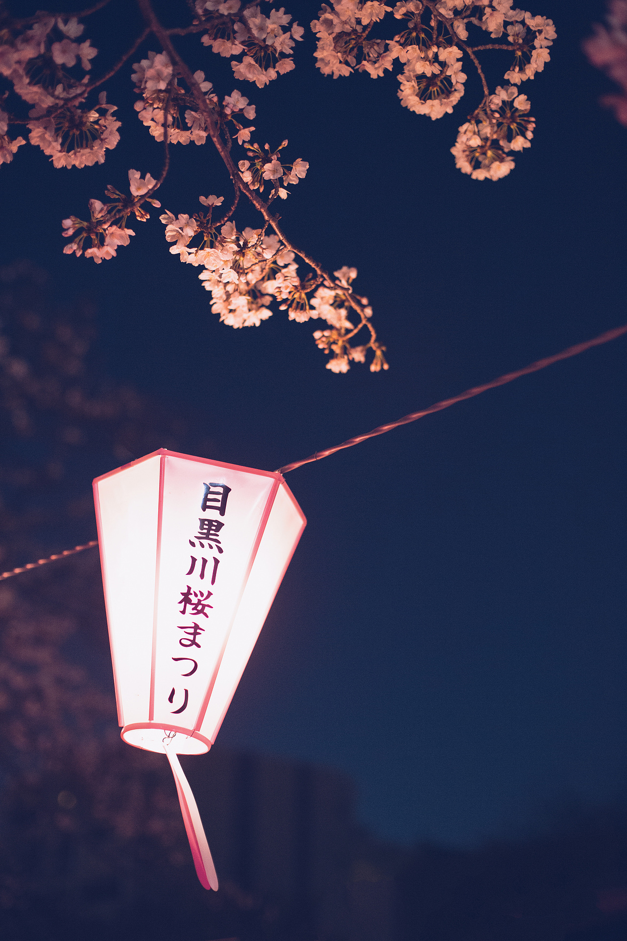 夜樱（图ZMjAxMjQ4NzYw） - 风光摄影 - 站酷设计师yingyingdeng原创素材 - 站酷ZCOOL