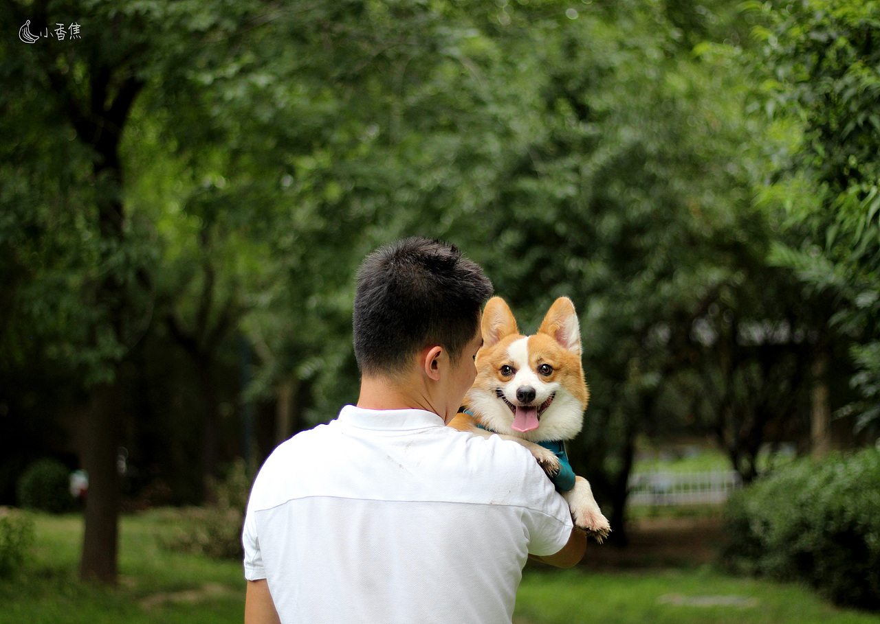 宠物摄影（图ZMjQwOTEyNzE2） - 宠物摄影 - 站酷设计师焦喜庆原创素材 - 站酷ZCOOL