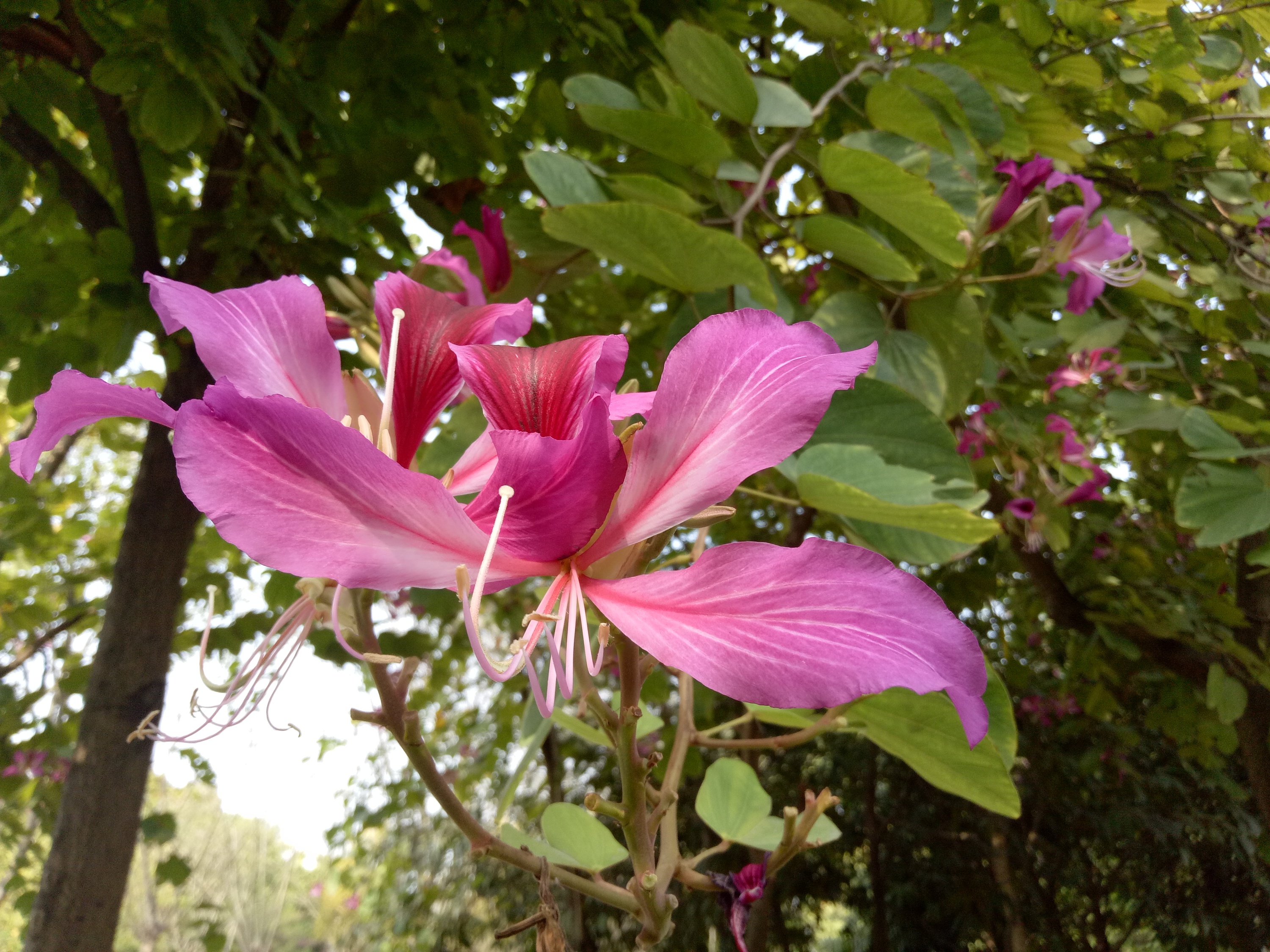 花卉特写|摄影|风光摄影|lxwdzyzh - 原创作品 - 站酷 (zcool)