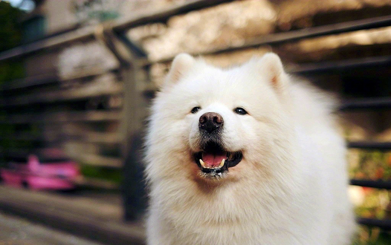 暖心大白~提莫（图ZNzYzNDAwMTY=） - 宠物摄影 - 站酷设计师花开花落花满天原创素材 - 站酷ZCOOL