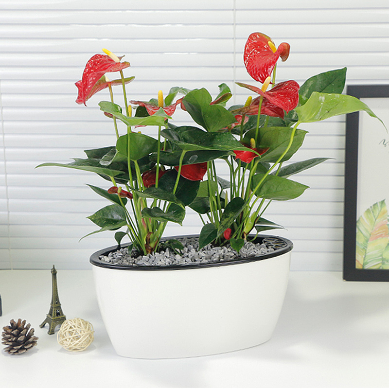 2018花卉园艺主图