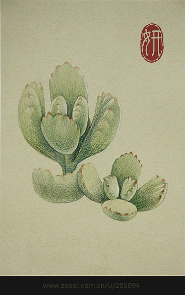 手绘多肉植物3（图ZMTg2MjExNDg=） - 商业插画 - 站酷设计师Airlsa原创素材 - 站酷ZCOOL