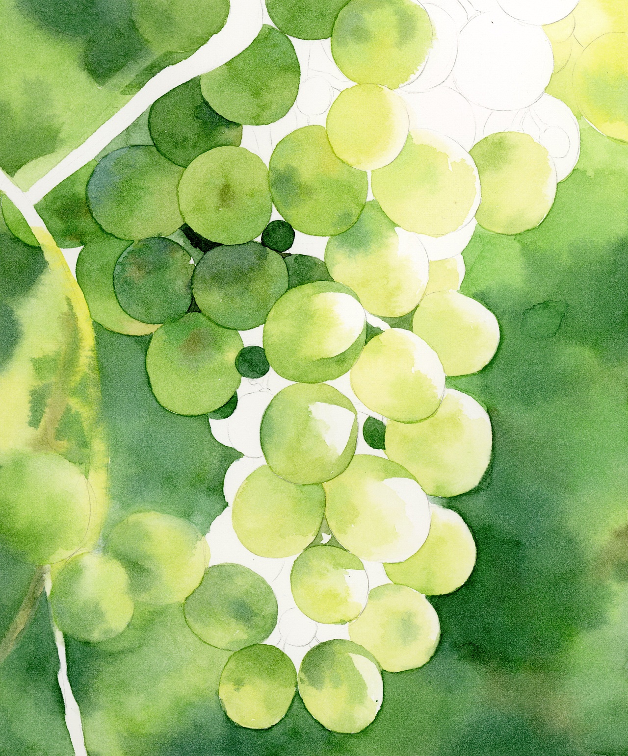 水彩手绘葡萄