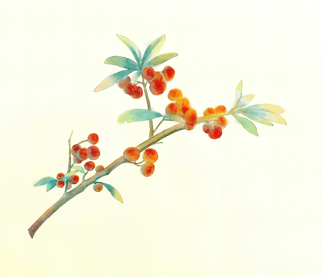 红果|插画|商业插画|凤兮520 - 原创作品 - 站酷 (zcool)