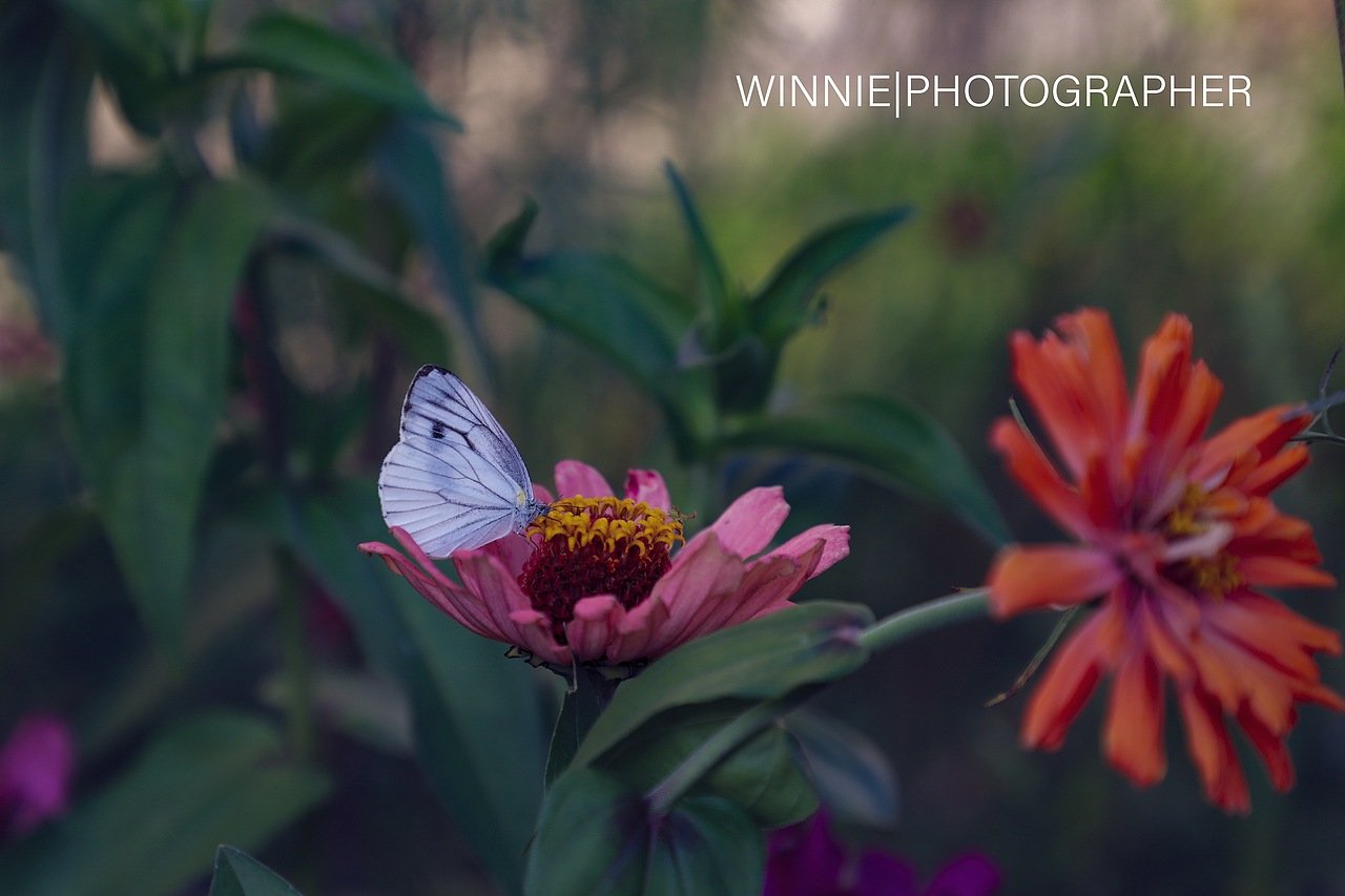 校园路边（图ZMjE5MTY5NTYw） - 产品摄影 - 站酷设计师WinnieN原创素材 - 站酷ZCOOL