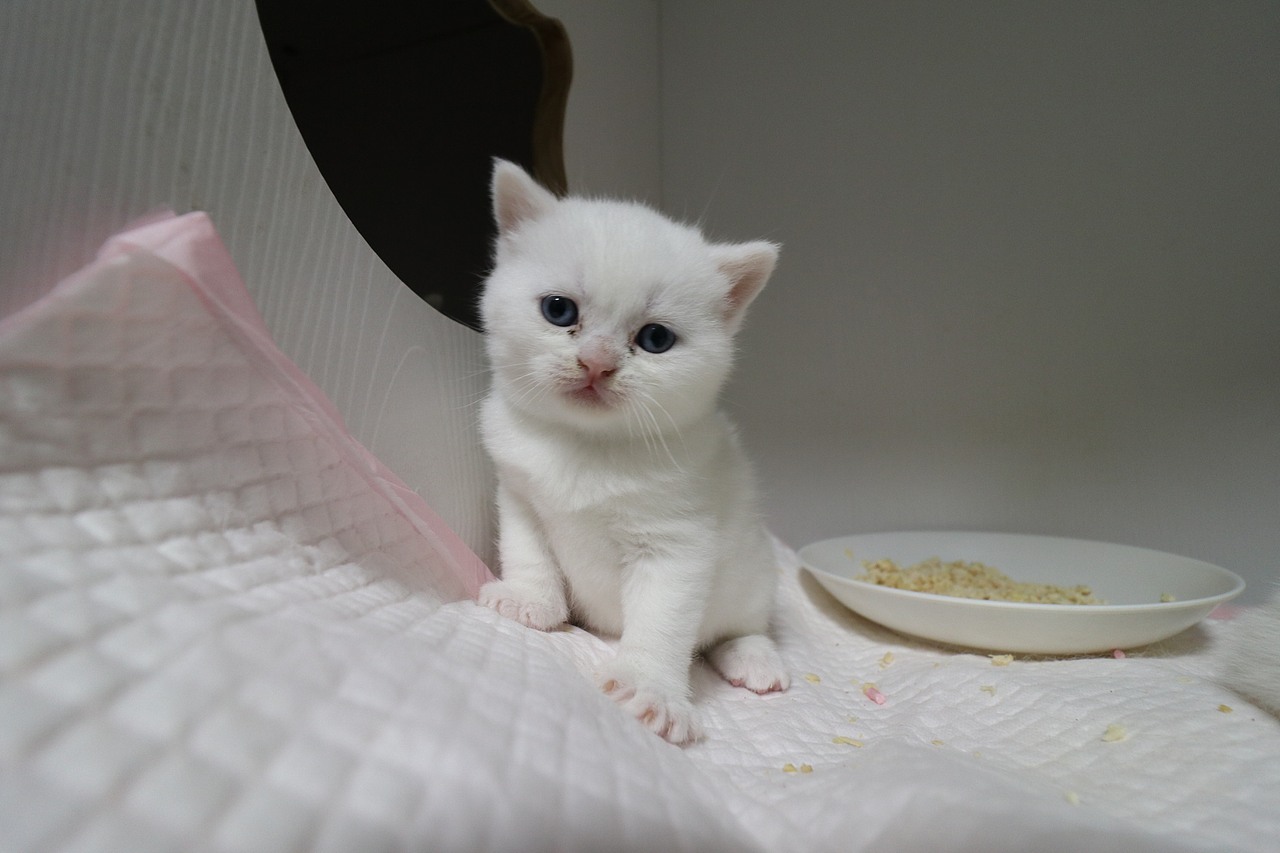 猫 161-英短-纯白-母-五粉-头无灰色毛-23-405g（图ZMjA4NjA2NzQ4） - 宠物摄影 - 站酷设计师沐米猫舍原创素材 - 站酷ZCOOL
