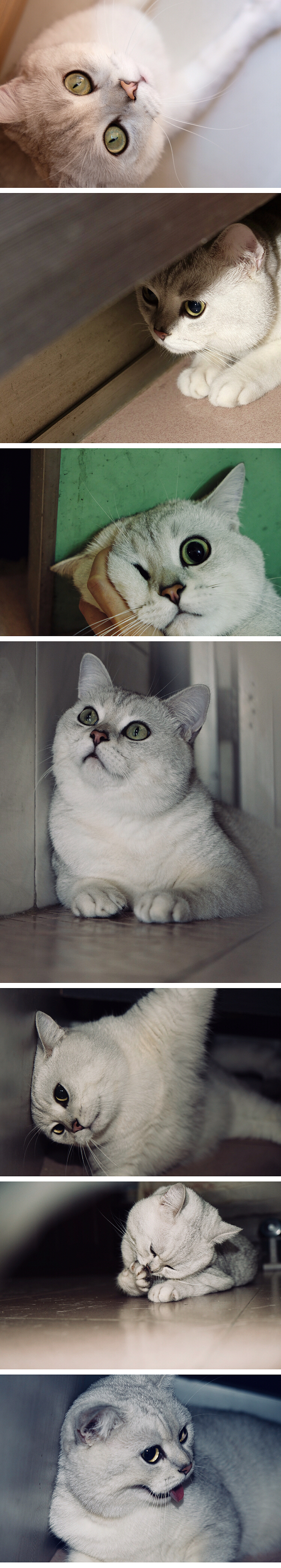 二狗子日常（图ZMjA2MzYzMzQ0） - 宠物摄影 - 站酷设计师dilialan123原创素材 - 站酷ZCOOL