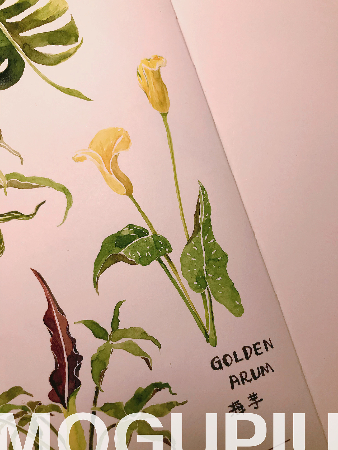 蘑菇PIU的自然笔记 关于春天 关于花开