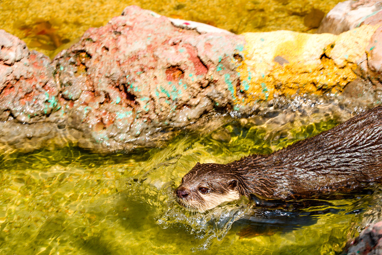 顺德长鹿休闲度假农庄（图ZMjczODQ4ODk2） - 风光摄影 - 站酷设计师光速工作室原创素材 - 站酷ZCOOL