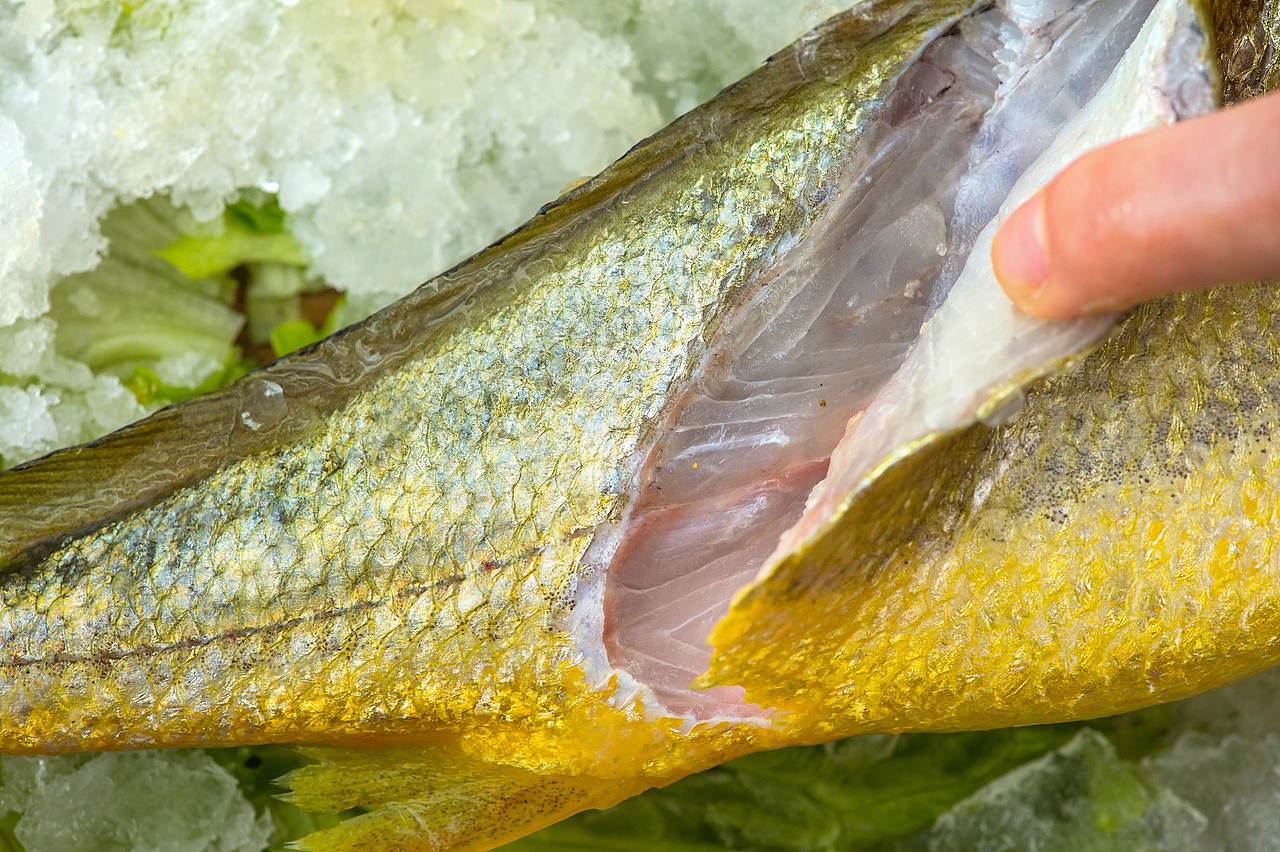 一条黄花鱼（图ZMTU1ODI5Mzg0） - 产品摄影 - 站酷设计师殷强原创素材 - 站酷ZCOOL