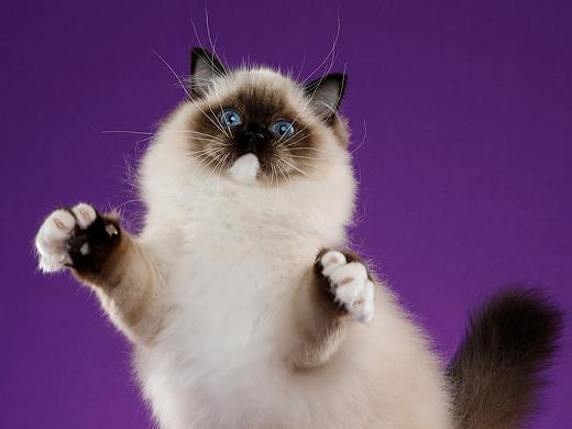 布偶猫