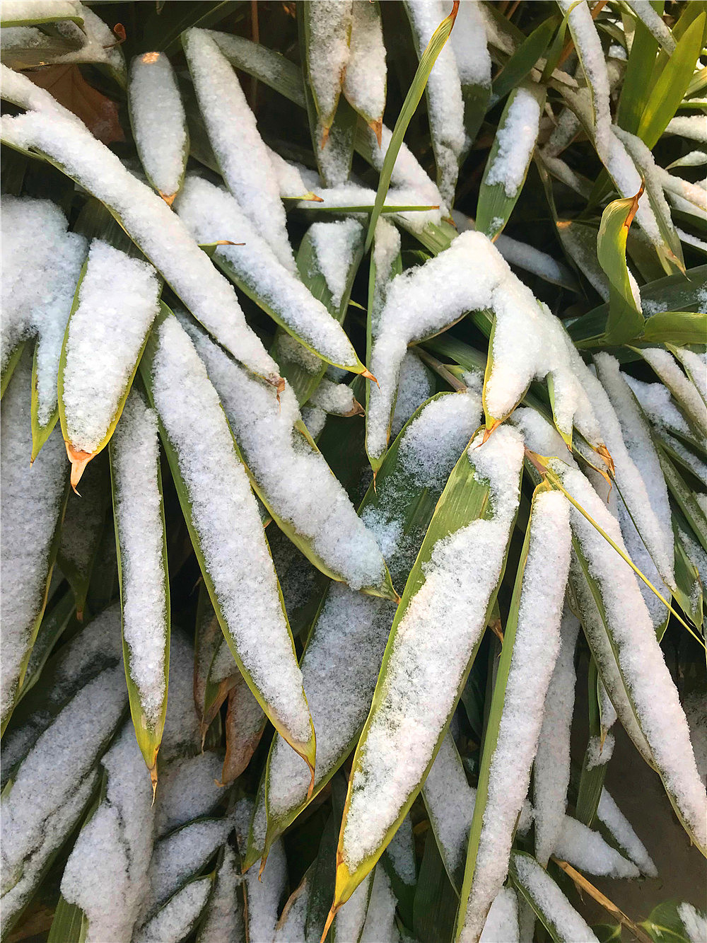 刘勇良作品《雪竹》