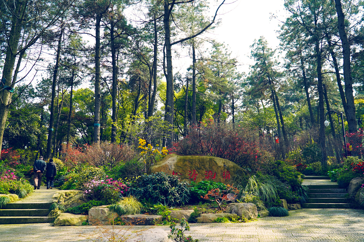 临平公园的杜鹃盛放啦(浙江省杭州市余杭区)