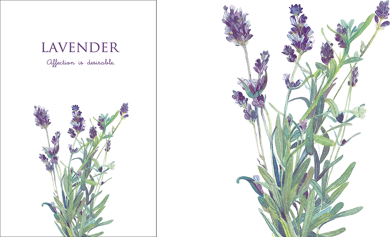 米拉贝尔花园（图ZMTE0OTA0NjIw） - 商业插画 - 站酷设计师邬葱原创素材 - 站酷ZCOOL