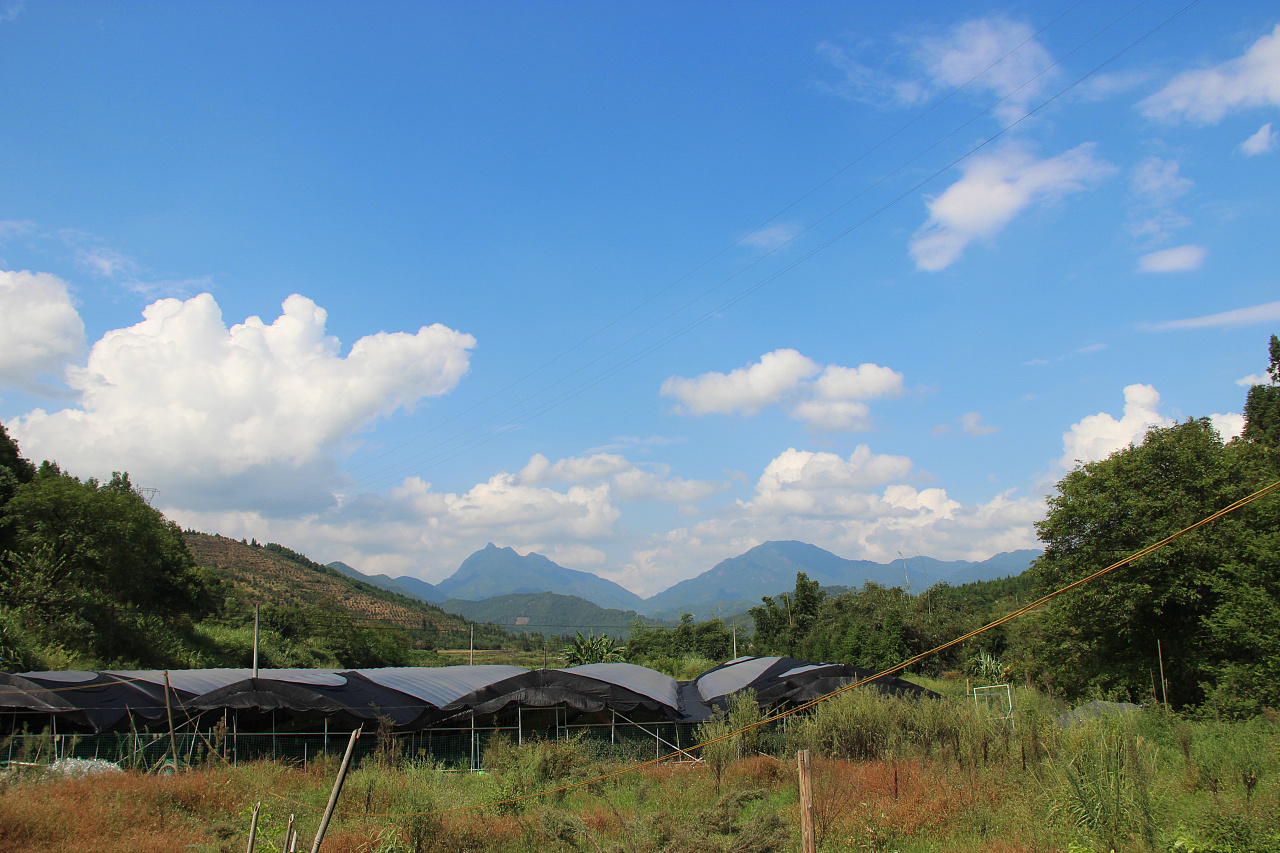 自然风光 柚子园