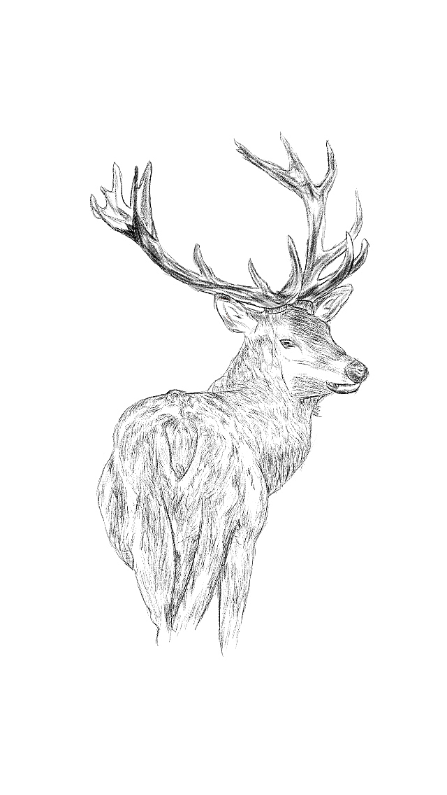 鹿 素描 插画（图ZMTgwMzkxNjM2） - 创作习作 - 站酷设计师梦残黎Animators原创素材 - 站酷ZCOOL
