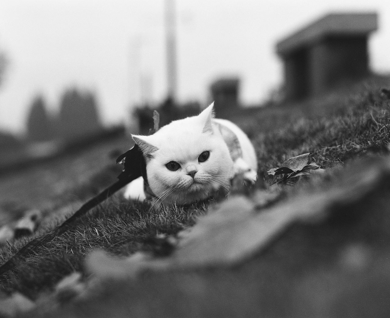 胶片拍摄 猫（图ZMTQxNDY4OTAw） - 宠物摄影 - 站酷设计师TuGuT_T原创素材 - 站酷ZCOOL
