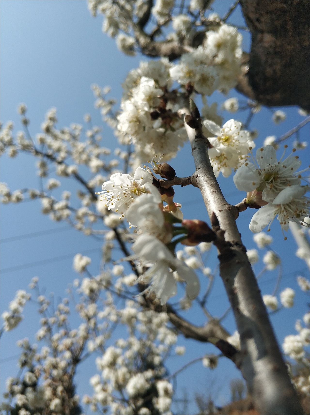 春，古月廴聿（图ZMTk4NTQ5OTg4） - 风光摄影 - 站酷设计师古月廴聿原创素材 - 站酷ZCOOL