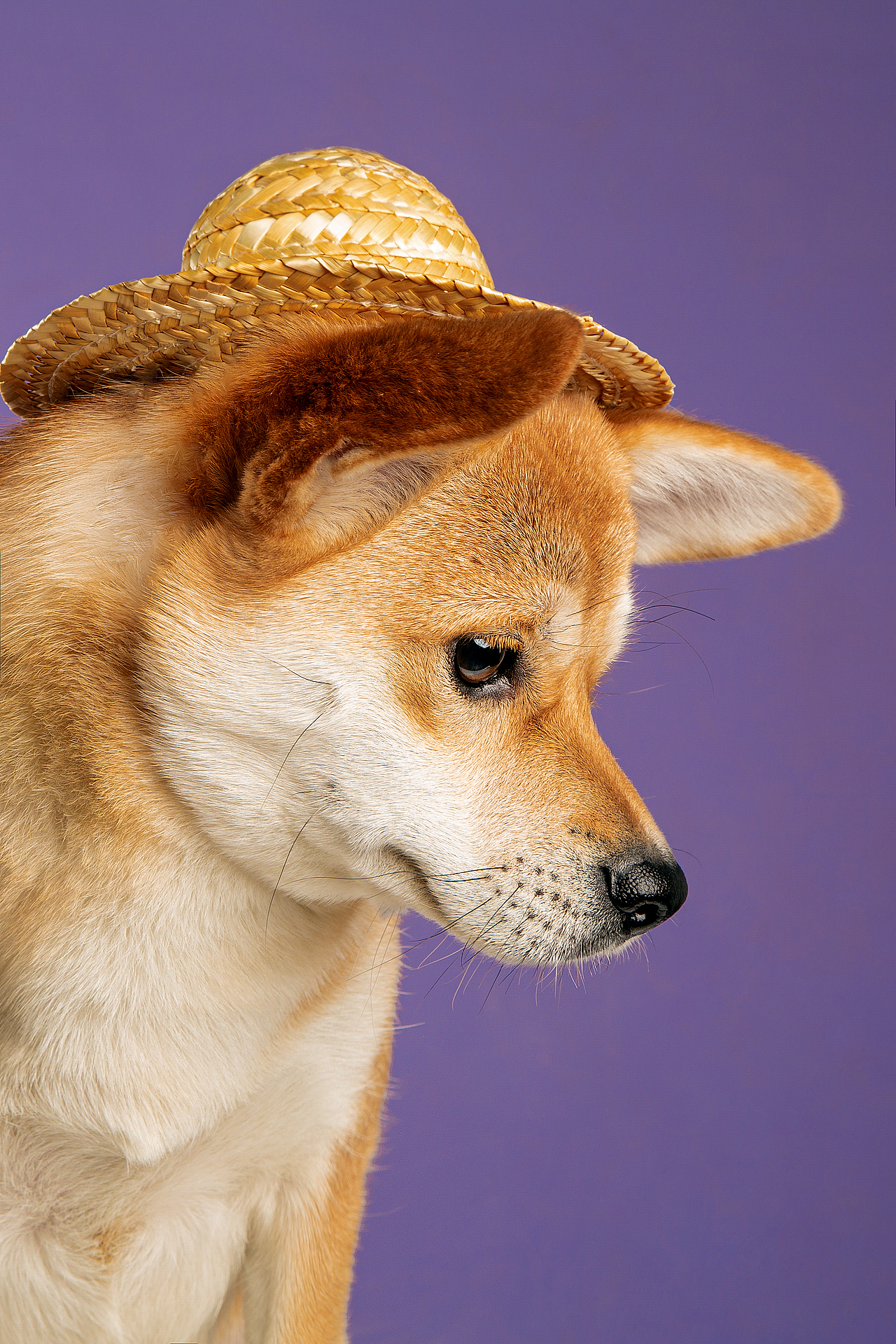 【動物照相館】合集