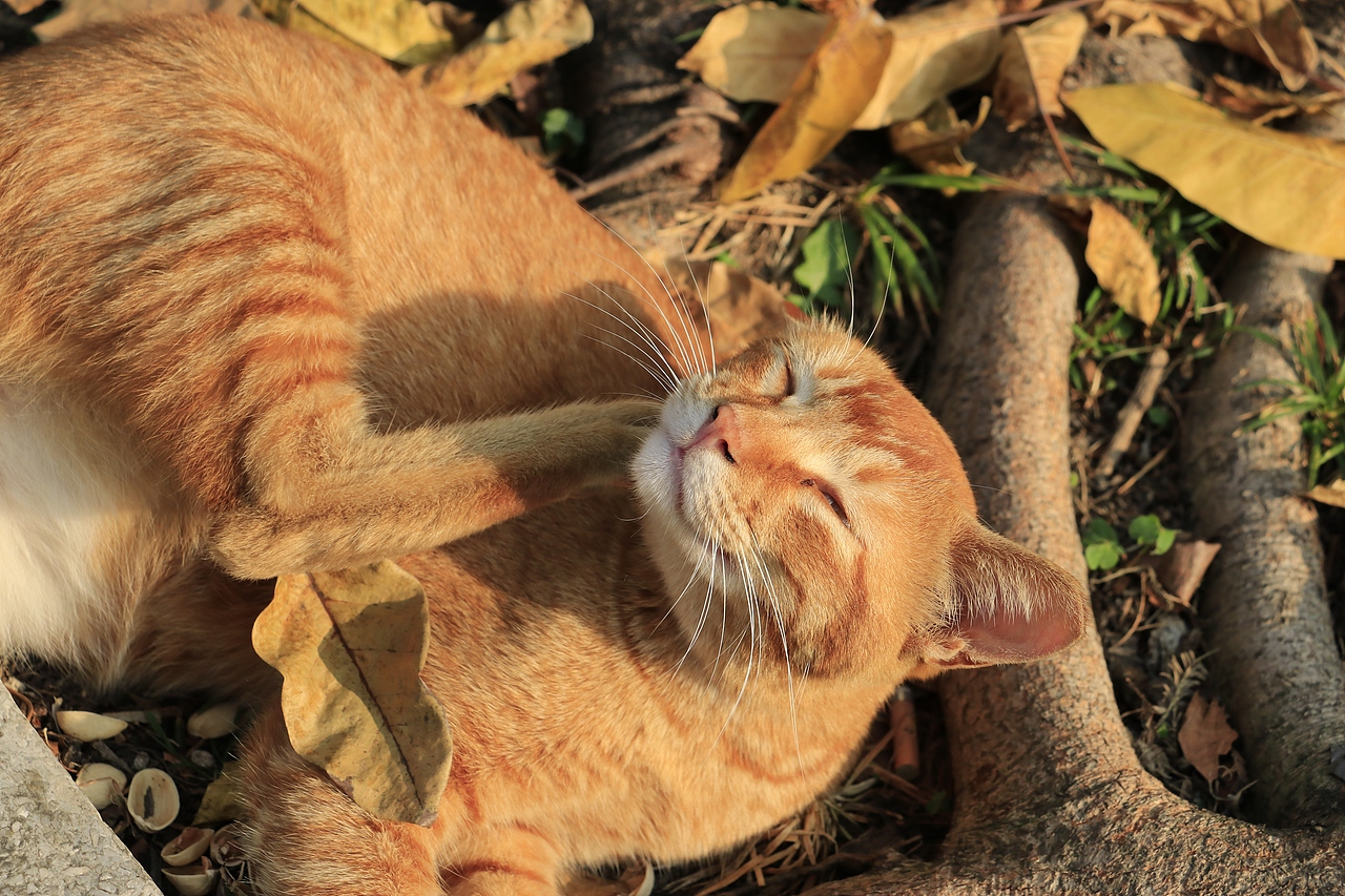  东湖公园之偶遇鸟趣&猫咪