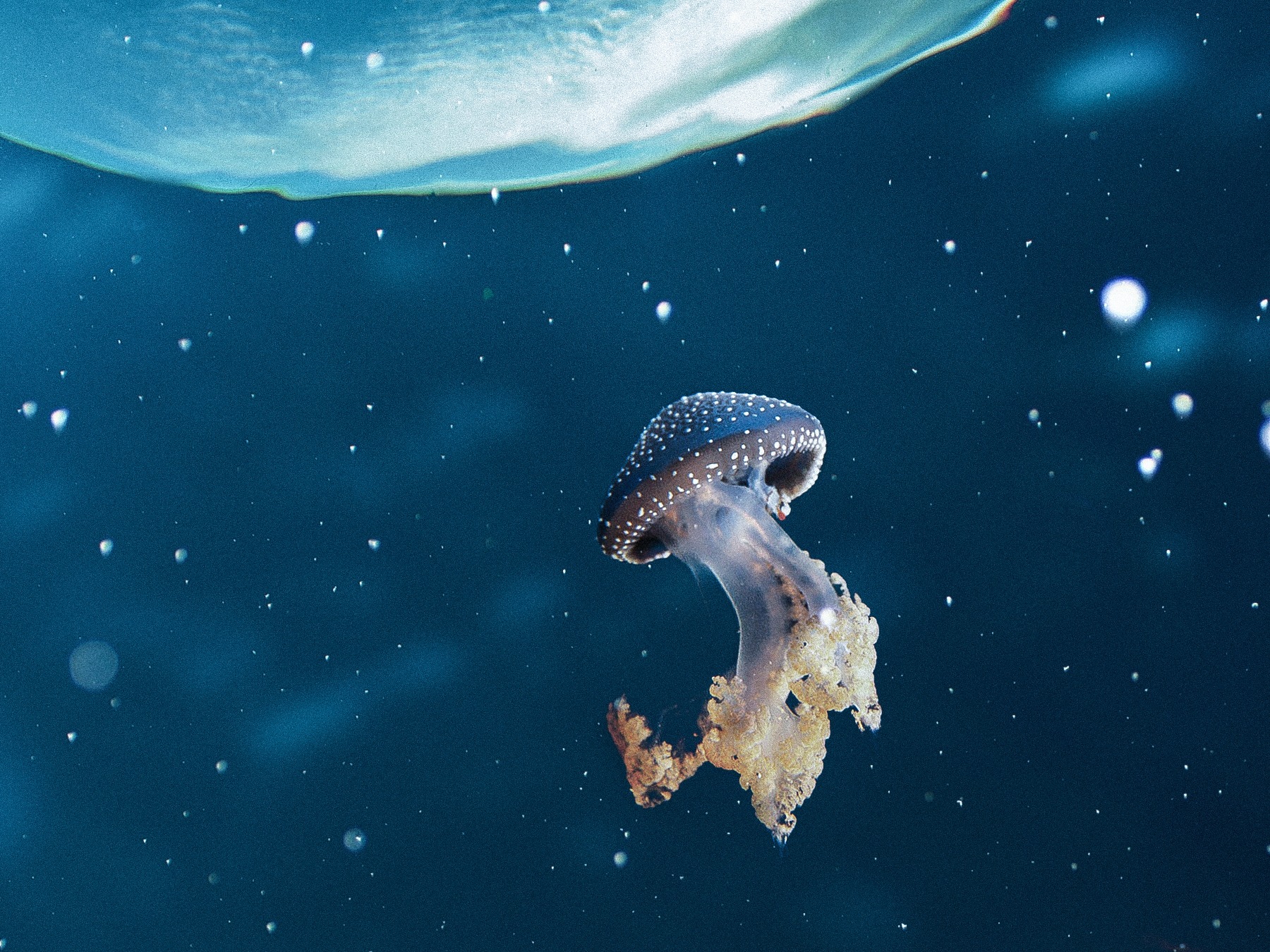 水星记