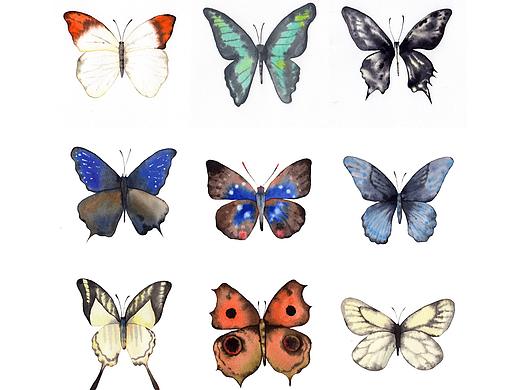 172/365个故事——蝴蝶🦋