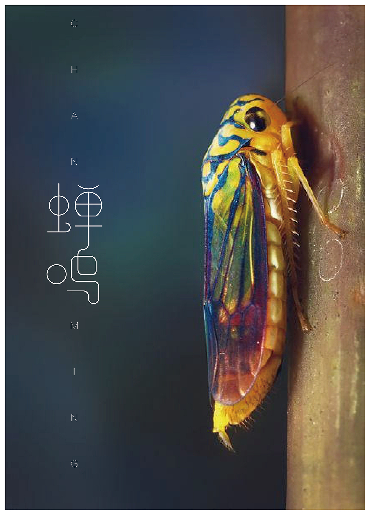 字体设计之蝉鸣（图ZNTA4NDU0Mjg=） - 字体/字形 - 站酷设计师张财主原创素材 - 站酷ZCOOL