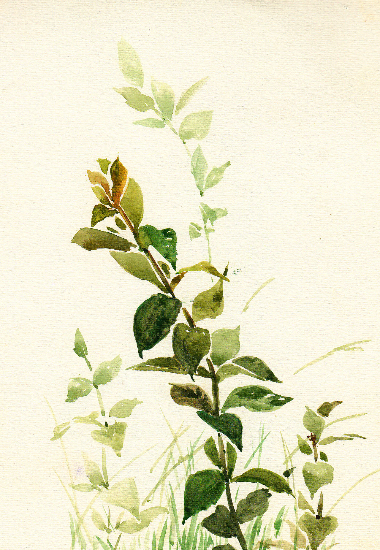 第1期手绘水彩花鸟班作品