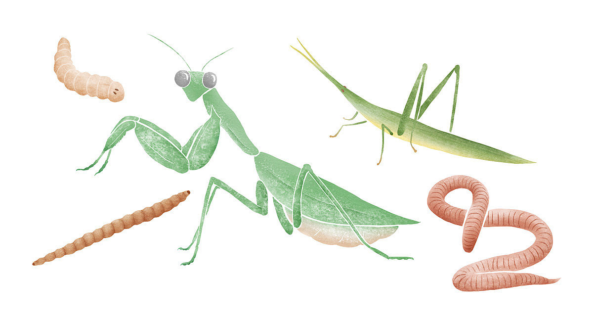 杂志食物插画