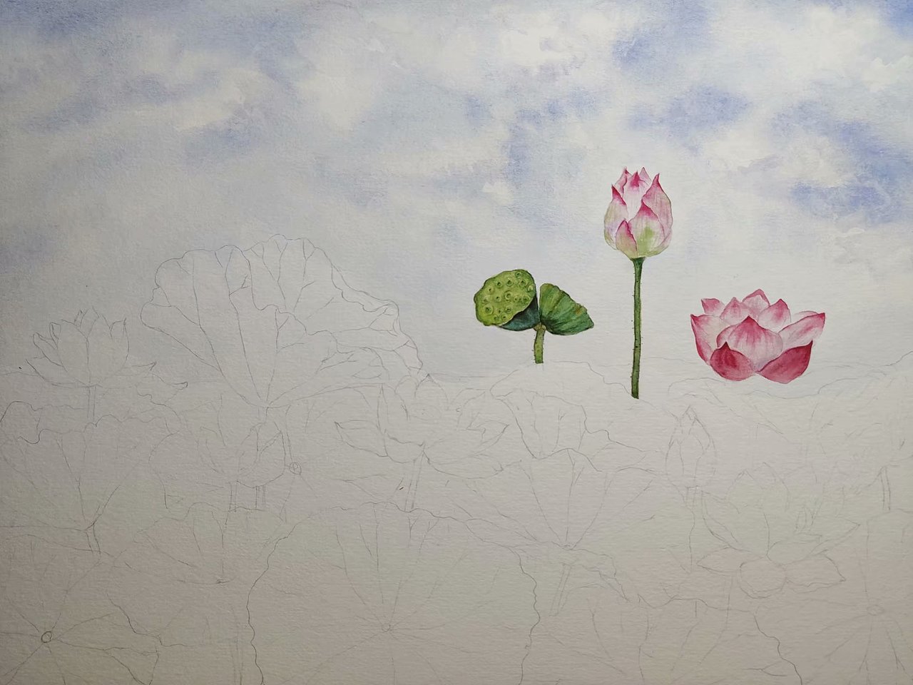 水彩荷花