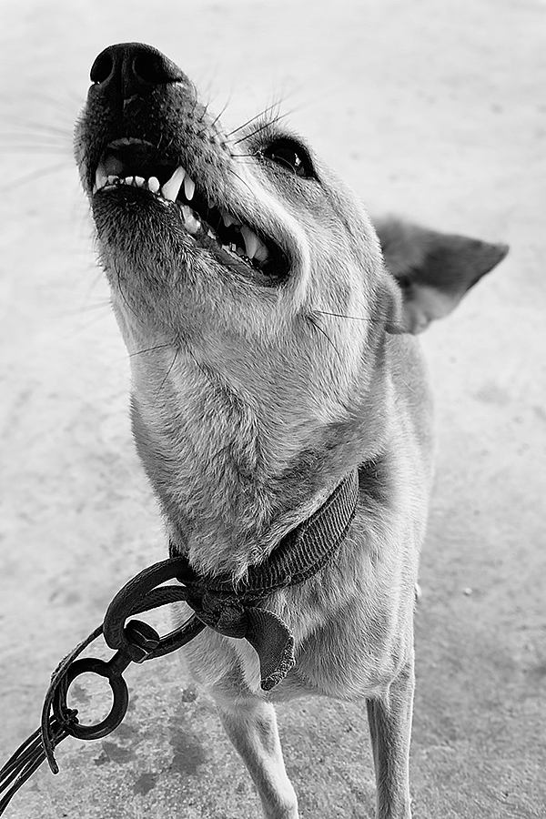 再难也请昂起你的狗头